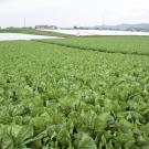 lettuce field