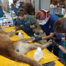 veterinarians treat paws of mountain lion