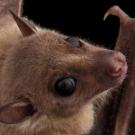 fruit bat