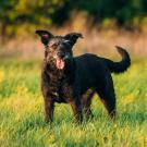 brown dog in field