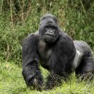 A silverback mountain gorilla in Uganda. (Skylar Bishop/Gorilla Doctors)
