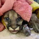 mountain lion cub burned