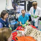 UC Davis resident veterinarian performing procedure on snow leopard