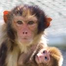 mother macaque monkey and her baby