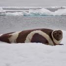 An adult male ribbon seal lays on the ice. 