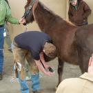 farrier shoeing horse