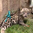 Snow leopard cub with harness