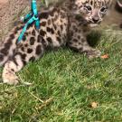 Snow leopard cub with harness