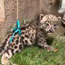 Snow leopard cub with harness