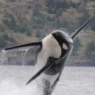 A southern resident killer whale breeches out of the water.