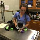 Veterinary student Valerie Fates cares for a cat hospitalized at the UC Davis Veterinary Medical Teaching Hospital during the 2017 Tubbs Fire. 