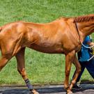 photo of racehorse