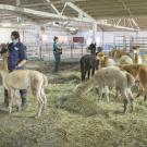UC Davis veterinarians treat alpacas