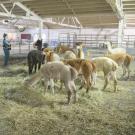 UC Davis veterinarians treat alpacas