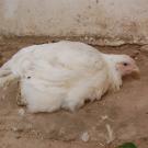 Chicken affected with virulent Newcastle disease.