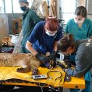 team working on a burned mountain lion