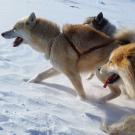 sled dogs running