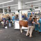horses being treated for burns at UC Davis veterinary hospital