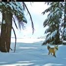 red fox in snow