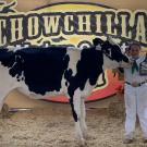 girl with dairy heifer showing award at fair