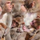 rhesus monkeys