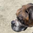 dog on beach