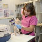 Dr. Delaney at the Yolo County Animal Shelter