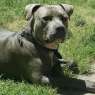 pit bull terrier laying on grass
