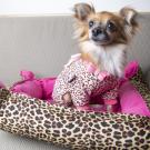 Small dog in cute outfit on bed
