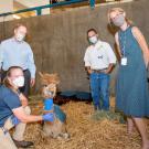 UC Davis veterinarians visit burned alpacas