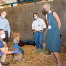 UC Davis veterinarians visit burned alpacas