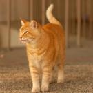 orange cat