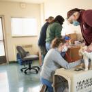 UC Davis veterinarian and DVM student examine a cat