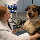 veterinarian examining a dog