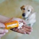 hand with meds and dog in background