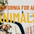 CA for All Animals