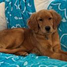 golden retriever puppy on couch
