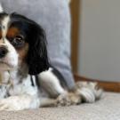 Cavalier King Charles spaniel sitting on couch