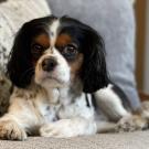Cavalier King Charles spaniel sitting on couch