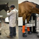 horses in equine PET scanner