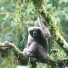 adult female Sywalker gibbon