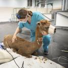 An alpaca receives care after the LNU Lightning Complex Fire in 2020. (UC Davis School of Veterinary Medicine)