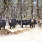 Five cows standing among trees in a grassy clearing.