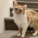 orange cat standing on stairs