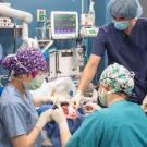 veterinarians perform oral procedure on dog