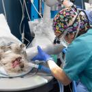 xrays being taken of dog's mouth