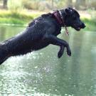 dog jumping in water