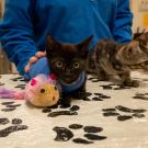 black kitten with veterinarian in Community Surgery Service at the UC Davis veterinary hospital