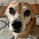 close-up of dog's face