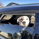 dog in car